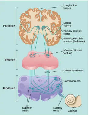 FIGURE 5: Auditory pathway 