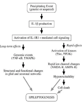 FIGURE 7: Interleukin-1beta in epileptogenesis 