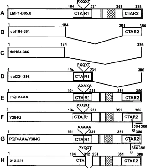 FIG. 1. Schematic representation of the LMP1 constructs used inthis study. Expression constructs encoding either full-length LMP1 or