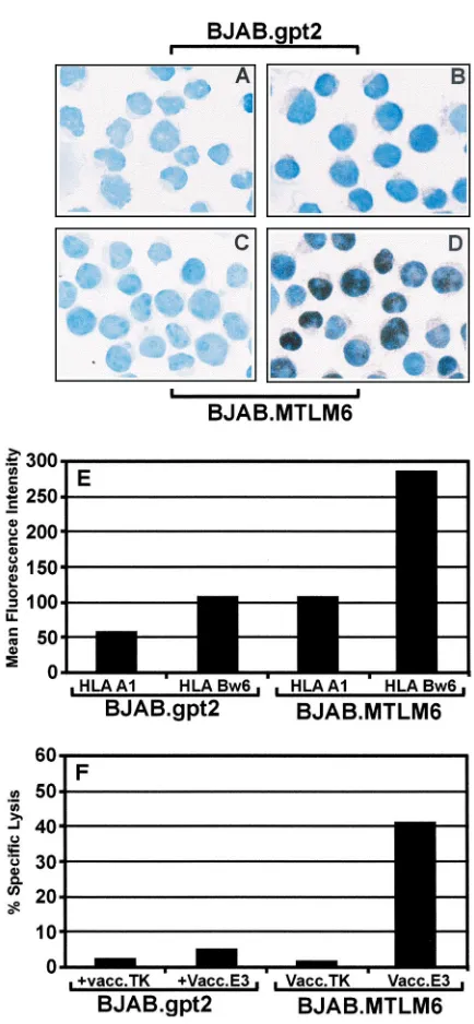 FIG. 2. Regulation of RelB expression by LMP1 and its effect onantigen-presenting function