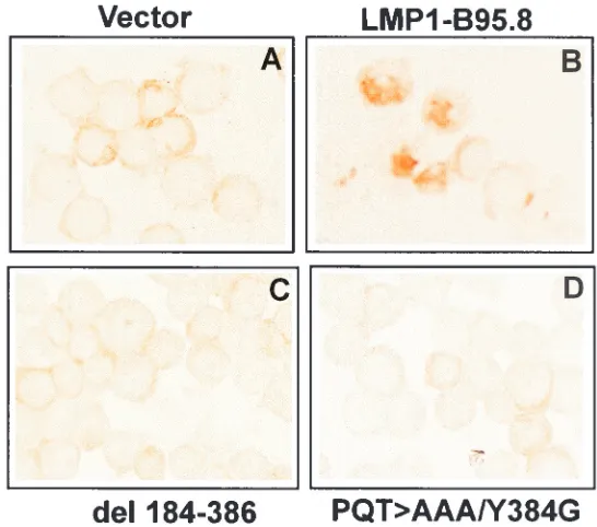 FIG. 4. Effects of CTARs on regulation of TAP-1 (A) and TAP-2(B) expression in BL cells