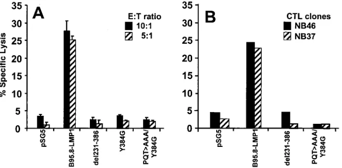 FIG. 7. Effects of antisense RelB and I�mediated modulation of surface HLA class I expression and antigen-presenting cell function