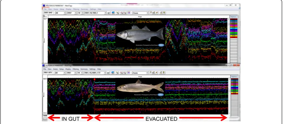 Figure 5 Matching acoustic signals - single hydrophone. Shown are matching acoustic signals from a striped bass (top) and a tagged euthanizedChinook salmon (bottom) thought to be consumed by the same striped bass, with subsequent gut evacuation of the latter from a single hydrophonein the Tracy Fish Collection Facility primary channel.