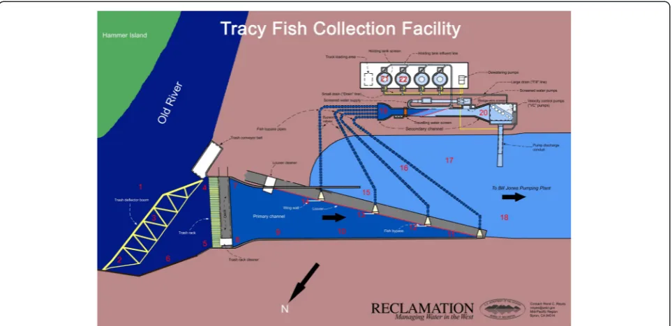 Figure 9 Schematic of the Tracy Fish Collection Facility with numbered hydrophone placements (hydrophone placements from Karp et al.unpublished data).