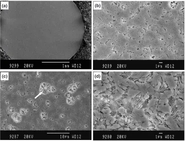 Fig. 3SEM images showing the microstructure of the as-cast (Cu47Ti34Zr11Ni8)100�xSix alloys (a) x ¼ 0; (b) x ¼ 1; (c) x ¼ 2 and(d) x ¼ 3.