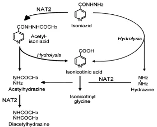 Fig.1 Mechanism of Isoniazid 