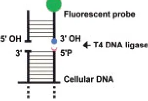 Fig. 1.Schematics of in situ ligation for selectivedetection of blunt-ended DNA breaks in tissue sections.The blunt-ended probe, shown as a double-strand DNAfragment carrying a single ﬂuorophore, is attached to the end ofa blunt-ended DNA break in tissue s