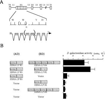 FIG. 1. Homomeric interaction between molecules of EBNA-LP in the yeast two-hybrid system