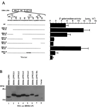 FIG. 5. Fine mapping of the region responsible for self-interaction of EBNA-LP. (A, left) Line 1 is a schematic representation of the exonstructures of EBNA-LPR1