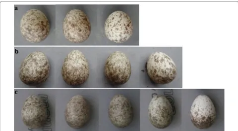 Fig. 3 Background reflectance of Russet Sparrow eggs. G1 refers to first group, the first eggs to be laid, G2 to middle group, the intermediate eggs in the sequence, and G3 to last group, the last eggs in each clutch