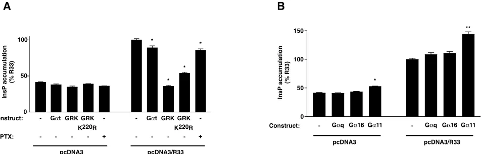 FIG. 2. (A) Effects of G�with either pcDNA3 or pcDNA3/R33 in the presence of either pcDNA3/G transducin subunits, GRKs, and PTX on pR33-mediated InsP accumulation
