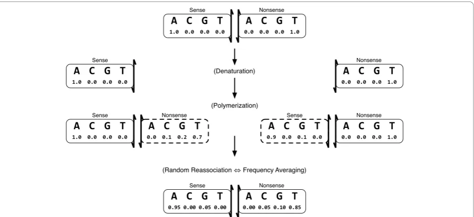 Figure 5 A Model of Mutagenic PCRinitial wild-type sequence is presumed to be well-defined