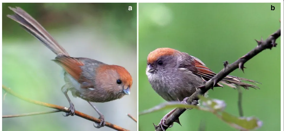 Fig. 2 The distribution ranges and sampling sites of two sister spe-cies of parrotbills in this study