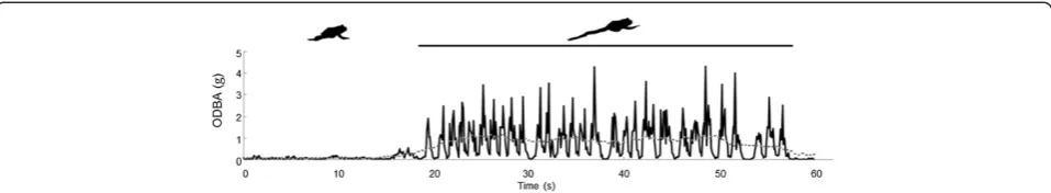 Figure 7 Overall dynamic body acceleration shown for a hopping and non-hopping cane toad Bufo marinus