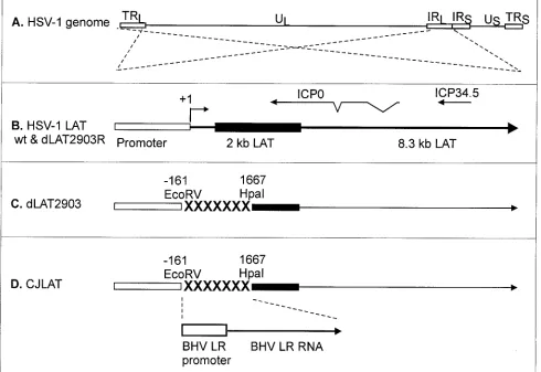 FIG. 1. Schematic representation of mutant viruses. (A) Genomic structure of wild-type HSV-1 strain McKrae