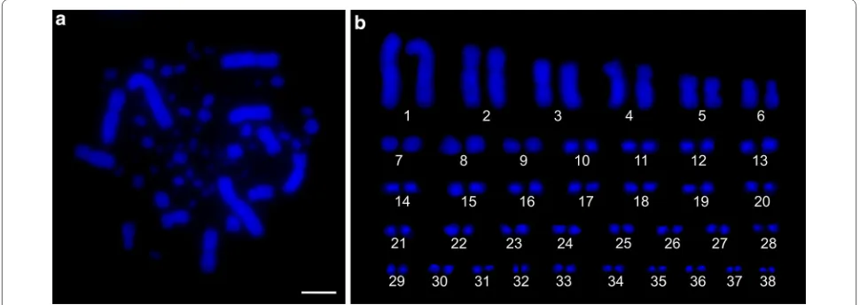 Fig. 1 Metaphase plate (a) and karyotype (b) of the Common Swift. DAPI-staining. Bar: 5 µm