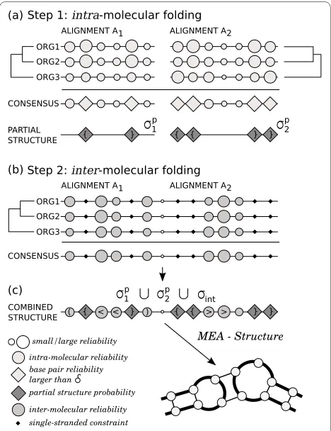 Figure 3 Scoring pipelinePETfoldStep 1. In the end, (c) the partial structures and constrained lecular structures are combined to generate the joint secondary struc-