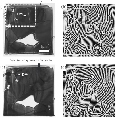 Fig. 4Lorentz microscope images (left panels) and reconstructed phase images (right panels) of the anisotropic Sr ferrite specimenobserved in the (a), (b) demagnetized state and (c), (d) remanent state after inducing a magnetic ﬁeld using the magnetic need
