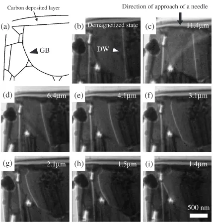Fig. 5(a) Schematic illustration showing the grain boundary of the anisotropic Sr ferrite specimen
