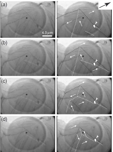 Fig. 2Lorentz micrographs of the doubly-oriented electrical steel sheet in the AC magnetic ﬁeld (0.34 Hz, 2.5 kA/m) captured from avideotape
