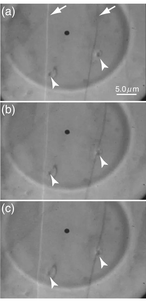 Fig. 3Lorentz micrographs of the non-oriented electrical steel sheet in theAC magnetic ﬁeld (1.0 Hz, 2.4 kA/m) captured from a videotape