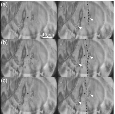Fig. 6Lorentz microscope image of the non-oriented electrical steel sheet with a magnetic ﬁeld (a) and the ﬁeld with opposite direction(b), while (c) corresponds to the image with an AC magnetic ﬁeld (rectangular wave 40 Hz, 3.2 kA/m).