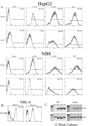 FIG. 3. Long-term gene expression. Cells were transduced at an MOI of 0.5, expanded, and sorted for EGFP expression 14 days aftertransduction