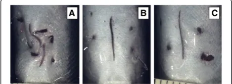 Figure 2 Ulceration and erythema examples from the 6-Pointthe suture is tightening, tearing the tissue towards the incision.B)fish creating drag.and Wide “N” treatments, Day 7