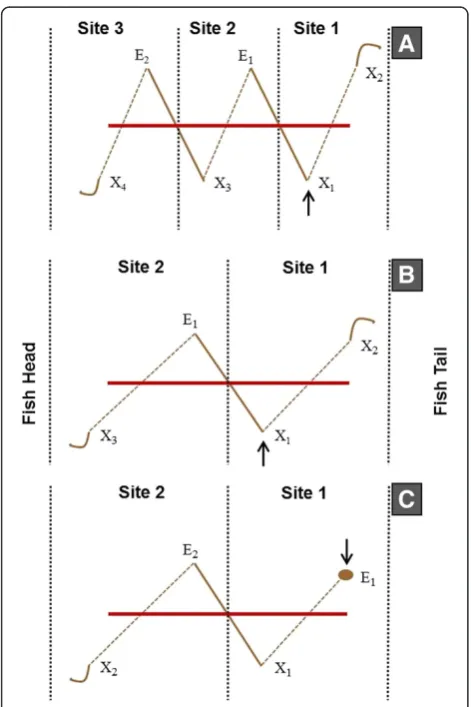 Figure 3 Schematic of the three suture patterns. A) 6-Point,B) Wide “N” and C) Wide “N” Knot (both 12- and 18-mm needle sizes).Solid red lines represent incisions