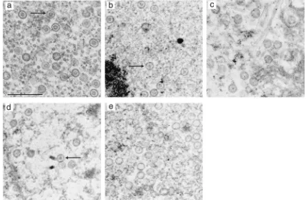 FIG. 8. Effect of proteolytic cleavage of mutant scaffolds within capsids. Insect cells were multiply infected with a recombinant baculovirusexpressing VP5, VP19C, and VP23, a virus expressing the protease, and a virus expressing wt or mutant scaffolding p