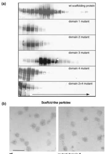 FIG. 9. Aggregates of wt and mutant scaffolding proteins. Insect cells were infected with a single recombinant baculovirus expressing the wtprotein or a mutant scaffolding protein and harvested at 72 h postinfection