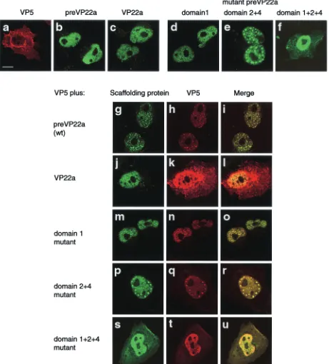 FIG. 10. Interaction of VP5 with mutant scaffolding proteins. Vero cells were cotransfected with a plasmid expressing VP5 and anotherexpressing the wt protein or a mutant HSV-1 scaffolding protein