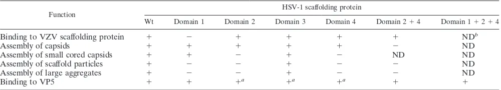 TABLE 1. Characterization of HSV-1 mutant scaffolding proteins