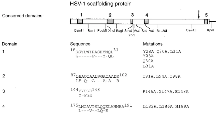 FIG. 1. Mutations constructed for analysis of HSV-1 scaffolding protein. At the top, the locations of domains within the HSV-1 scaffoldingprotein that are conserved in seven alphaherpesviruses and the restriction endonuclease sites used in the construction of missense mutations are