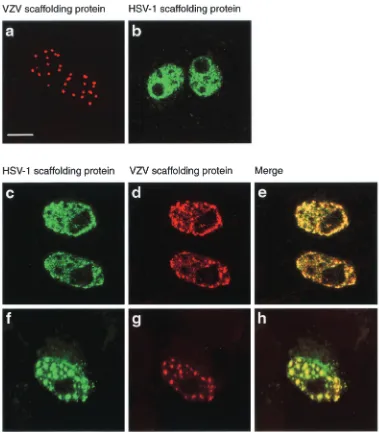 FIG. 2. Colocalization of VZV and HSV-1 scaffolding proteins. Digital confocal images of transfected Vero cells expressing the VZVscaffolding protein (a), the HSV-1 wt scaffolding protein (b), or VZV and HSV-1 proteins (c to h)