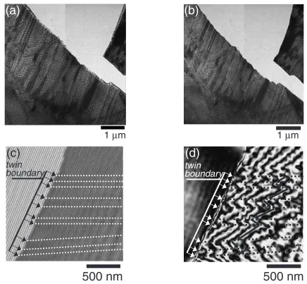 Fig. 4Micrographs of the magnetic domain structures in as-quenched Cu-12Mn-20Ga: (a) Lorentz micrograph (over focus); (b) Lorentzmicrograph (under focus) (c) electron hologram and (d) reconstructed phase image from (c).