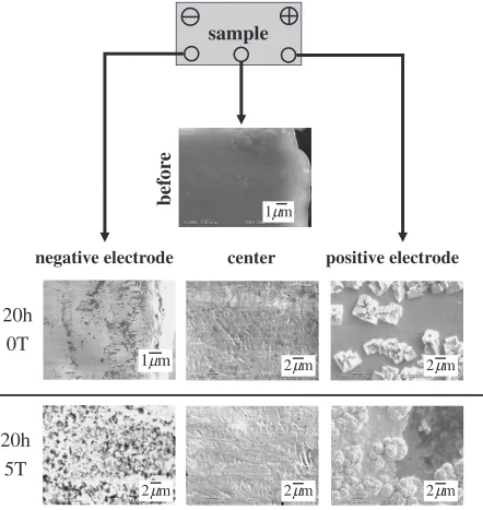 Fig. 2SEM images of sample surface at center, negative electrode and positive electrode.