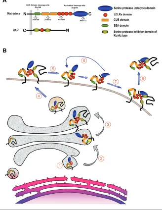 Figure 1. Structure of matriptase and HAI-1 and proposed life cycle of matriptase. (A) Domainstructures of matriptase and HAI-1