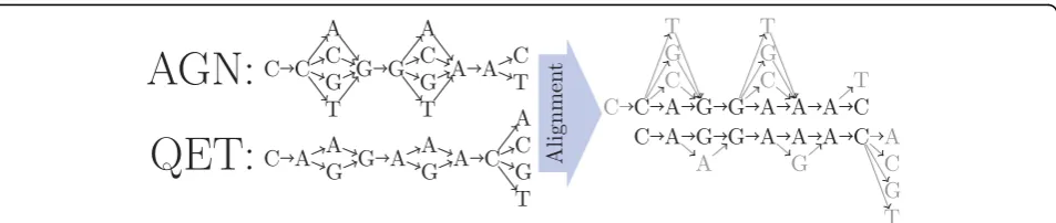 Figure 3 Example of reverse complementary back-translationgraphs for the amino acid sequence Y SH
