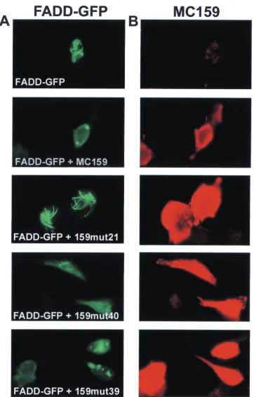 FIG. 4. Three patterns of death effector inhibition are produced by the MC159 mutants