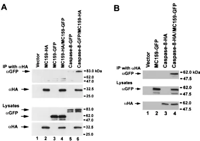 FIG. 5. MC159 does not oligomerize. 293T cells were cotransfected with the indicated plasmids, lysed, immunoprecipitated (IP) with anti-HAHA) monoclonal antibody, and immunoblotted with anti-HA and anti-GFP to determine binding