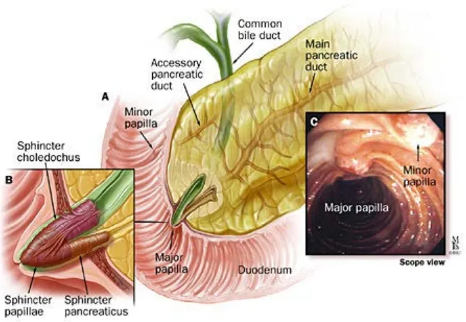 Figure 6. Regions of the pancreas 