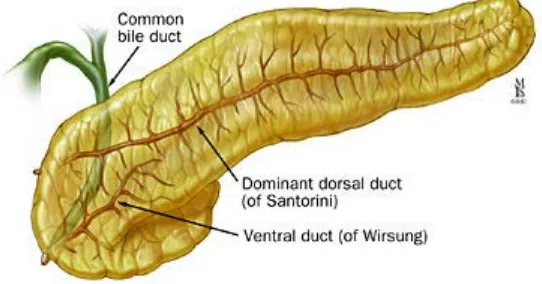 Figure 8. Anatomy of pancreas divisum. 