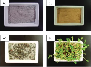 Fig. 8Observation of raw mine waste and the mixture before and after 10-days growing of Raphanus sativus