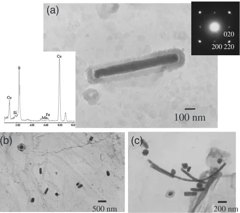 Fig. 3Plate-like sulﬁdes in LPS sample, f.c.c structure.