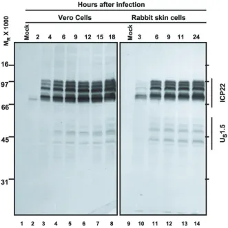 FIG. 1. Accumulation of ICP22/Uto 5 PFU of HSV-1(F) per cell. Cells were harvested at the indicated times after infection, solubilized, subjected to SDS-PAGE, transferred tonitrocellulose sheets, and reacted with rabbit polyclonal antibody directed to the 