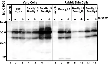 FIG. 4. Effect of viral kinase expression on accumulation of USreacted with rabbit polyclonal antibody directed against the carboxyl-terminal domain of ICP22/Ucells