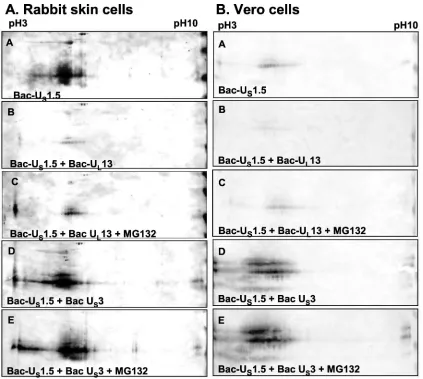 FIG. 5. Effect of viral protein kinase expression on posttranslational modiﬁcation and accumulation of Ubaculovirus in rabbit skin cells (A) or Vero cells (B)