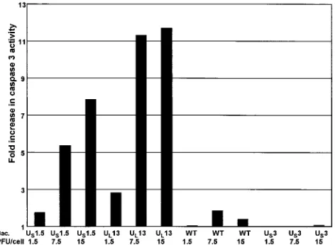 FIG. 6. Effect of UL13 protein kinase expression on accumulationof gD expressed via recombinant baculovirus