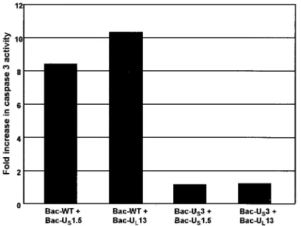 FIG. 8. EffectofDEVDase activity in cells. Replicate 25-cmskin cells were either mock infected or infected with 15 PFU of theindicated baculoviruses per cell